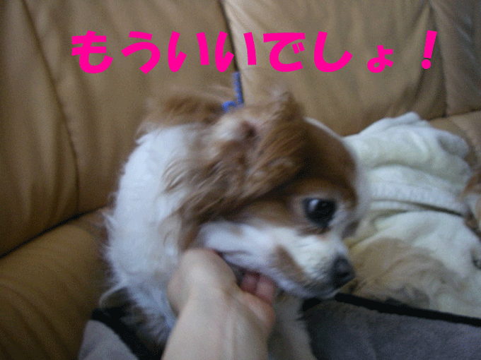 c0136838_21484931.gif