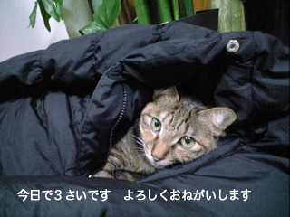 f0116546_18104543.gif
