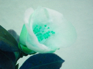 c0118352_2373383.jpg