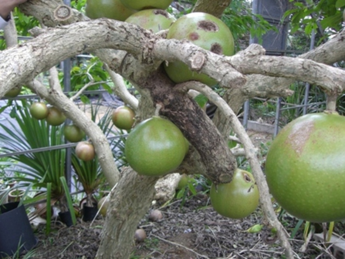 初投稿です。沖縄に行って来ました。 : AMAZATOスタッフ時々NEWS