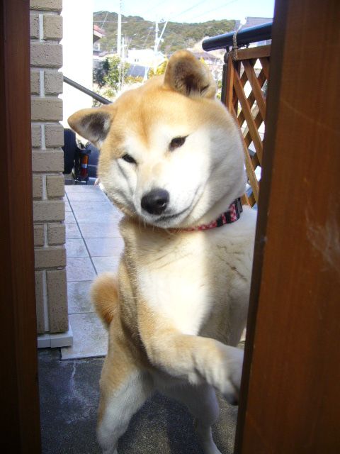 2008年2月28日(木)3匹の天使達!_f0060461_20382320.jpg
