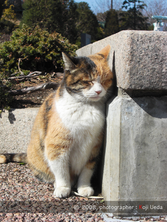 横浜のねこ_c0158067_2343598.jpg