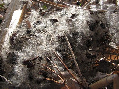 センニンソウ(仙人草)_c0085874_17573346.jpg