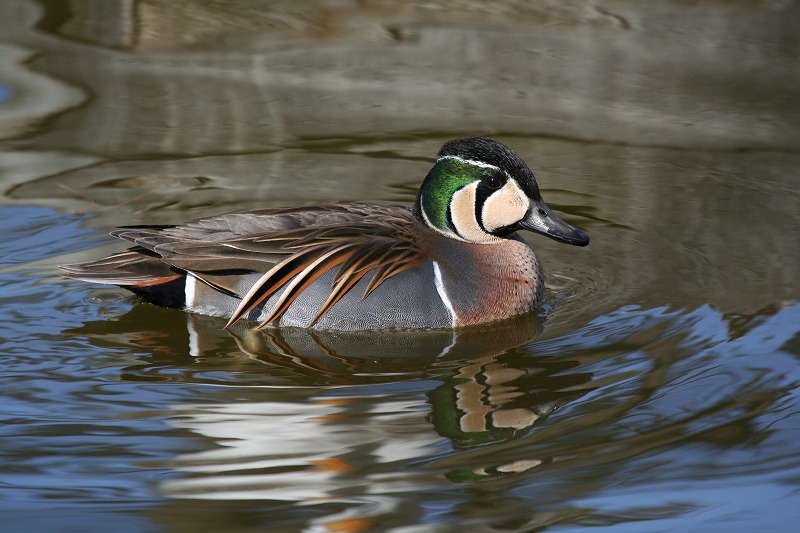 ★某都立公園にてトモエガモ_e0046474_21561123.jpg