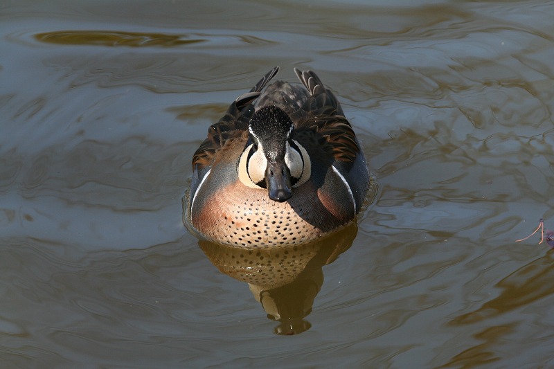 ★某都立公園にてトモエガモ_e0046474_21573264.jpg