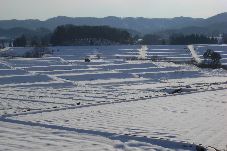 白鳥を求める旅　『農道へ』_c0108388_19511218.jpg