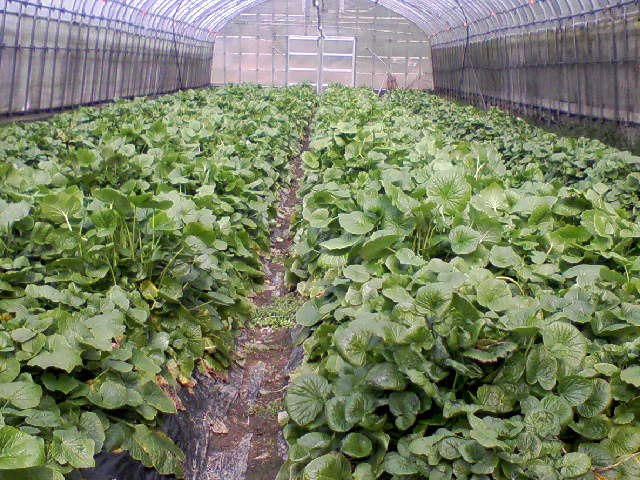 e0124705_23194321.jpg