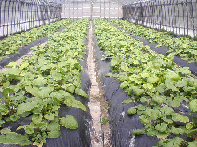 e0124705_23203560.jpg