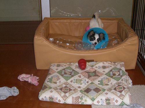 よくばりっ子_c0065512_20125035.jpg