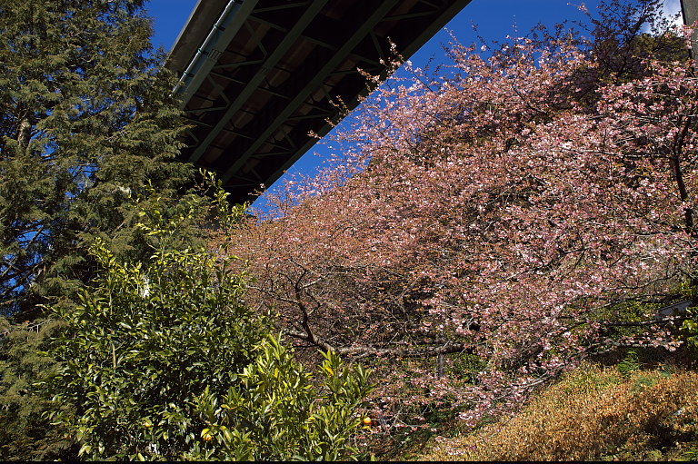 千葉県民は桜好き？_e0132718_1113100.jpg