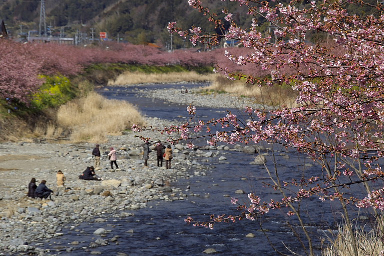 千葉県民は桜好き？_e0132718_121233.jpg