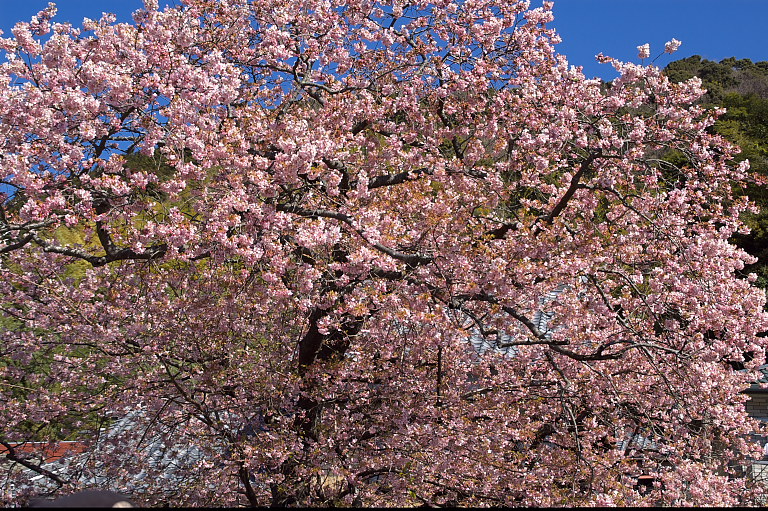 千葉県民は桜好き？_e0132718_125580.jpg