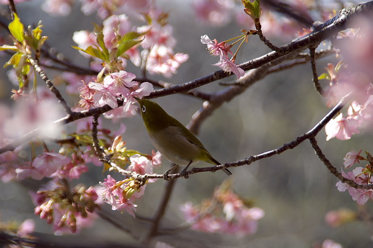 千葉県民は桜好き？_e0132718_141775.jpg