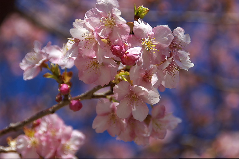 千葉県民は桜好き？_e0132718_15312.jpg