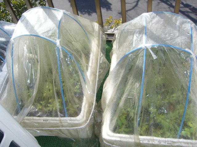 c0117525_10135983.jpg