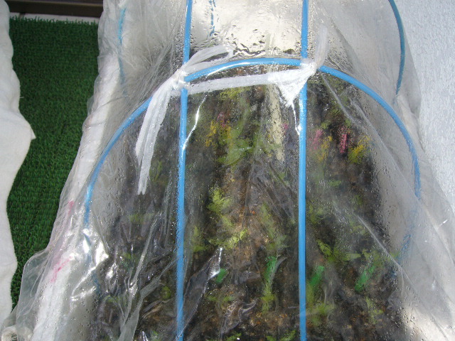 c0117525_1015284.jpg