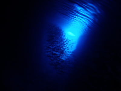 d0065247_05868.jpg