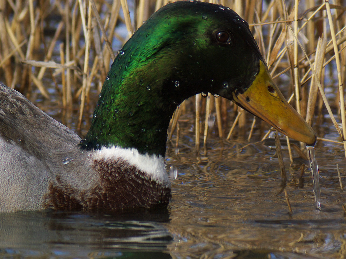 天王川公園の鳥たち-5　　　　　_a0089554_2222619.jpg