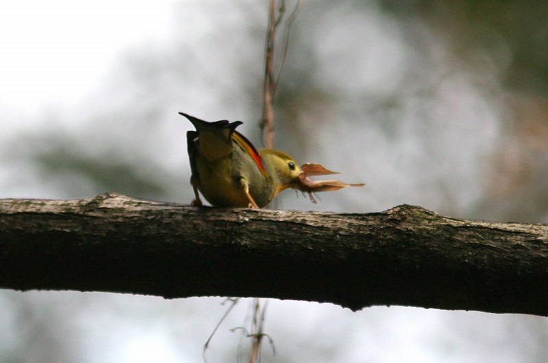 ソウシチョウ_f0022486_024677.jpg