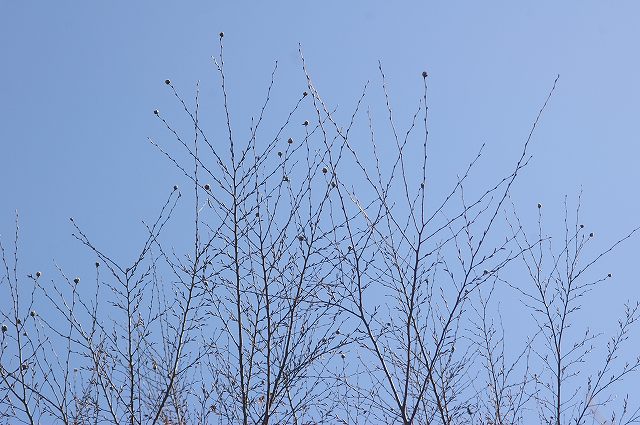 e0070891_2053050.jpg