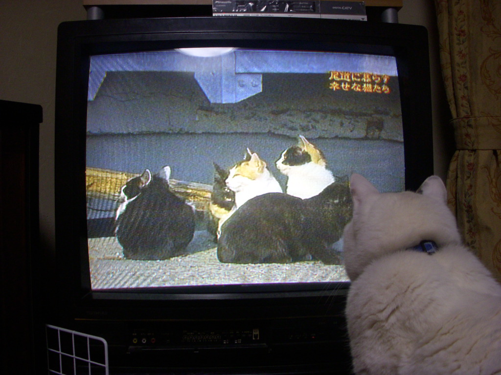 テレビっ子_a0101700_2423639.jpg