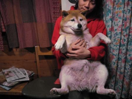 メタボ犬 雑貨 猫 犬に囲まれた生活 メタボ犬 雑貨 猫 犬に囲まれた生活