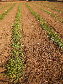 e0112213_8193151.jpg