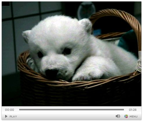 シロクマの赤ちゃん_c0025115_9335249.jpg