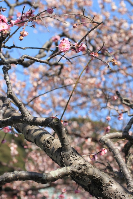 緋寒桜（ヒカンザクラ）_c0089419_20452433.jpg