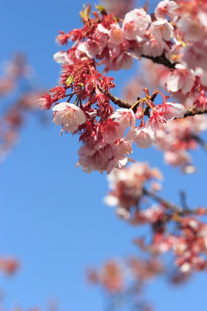 緋寒桜（ヒカンザクラ）_c0089419_2045468.jpg