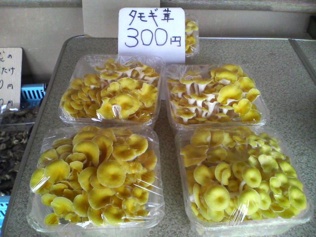 山古志_f0050226_18513762.jpg
