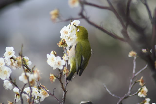 アセビとジンチョウゲが咲き、メジロは梅の蜜を吸う_a0030958_23122512.jpg