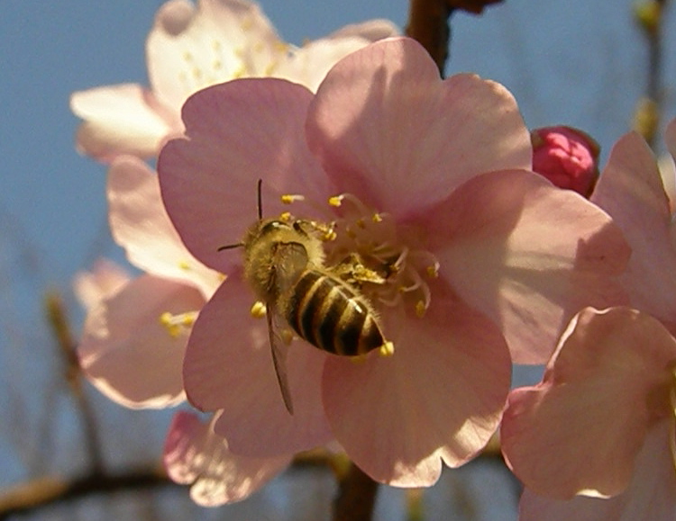 マーヤは春の使者…日本蜜蜂_e0064158_135068.jpg