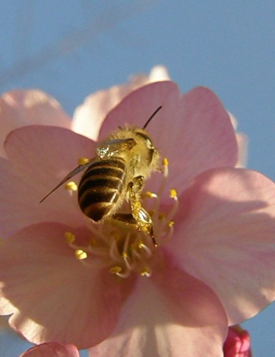 マーヤは春の使者…日本蜜蜂_e0064158_143085.jpg