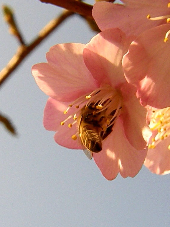 マーヤは春の使者…日本蜜蜂_e0064158_164983.jpg