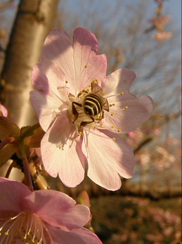 マーヤは春の使者…日本蜜蜂_e0064158_192162.jpg