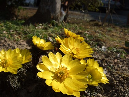b0059860_13551316.jpg