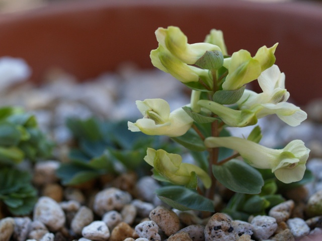 コリダリス マルケンシス Corydalis Malkensis Alpineflower コリダリス マルケンシス Corydalis Malkensis Alpineflower