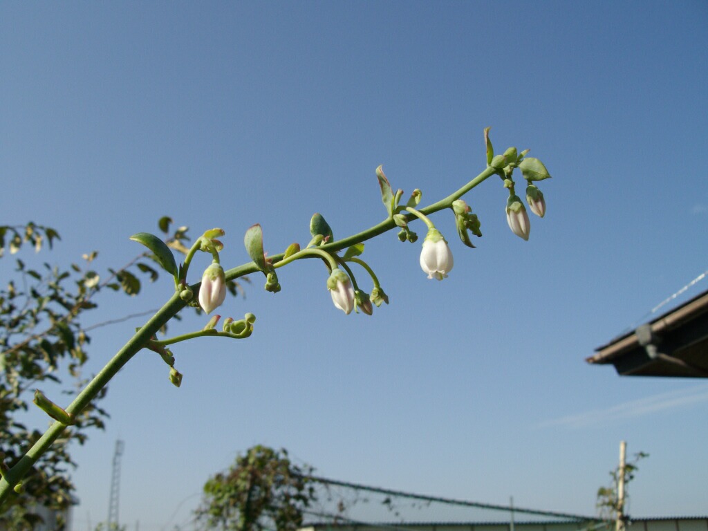 ブルーベリーの葉芽と花芽_f0018078_17543853.jpg