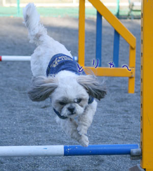 2008年3月1日　西平畑公園＆寄ふれあい動物園_b0024183_2211557.jpg