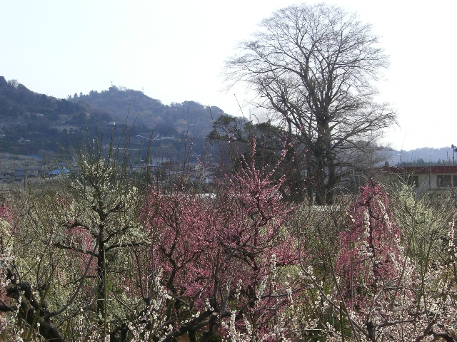 ♪満開の梅の花　♪_d0023818_11442511.jpg