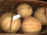 2008年のヤップデイ-1日目_a0043520_746496.jpg