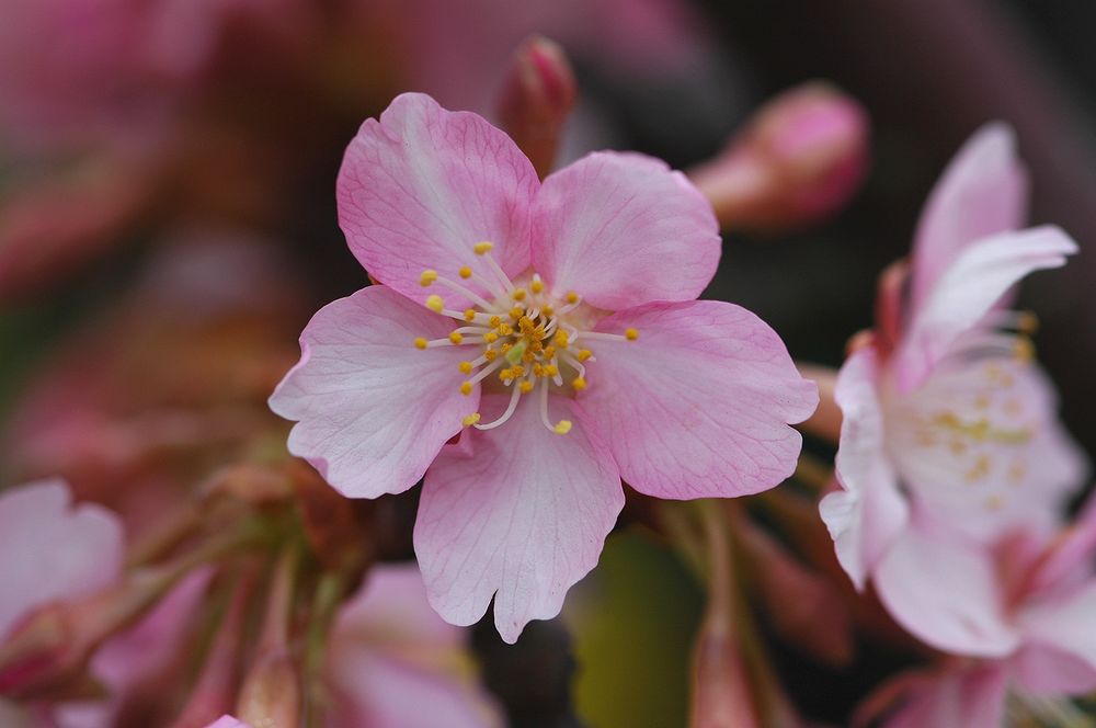 河津桜！（その１）・・・あの桜並木でピンクに染まる・・・_a0031821_21435939.jpg