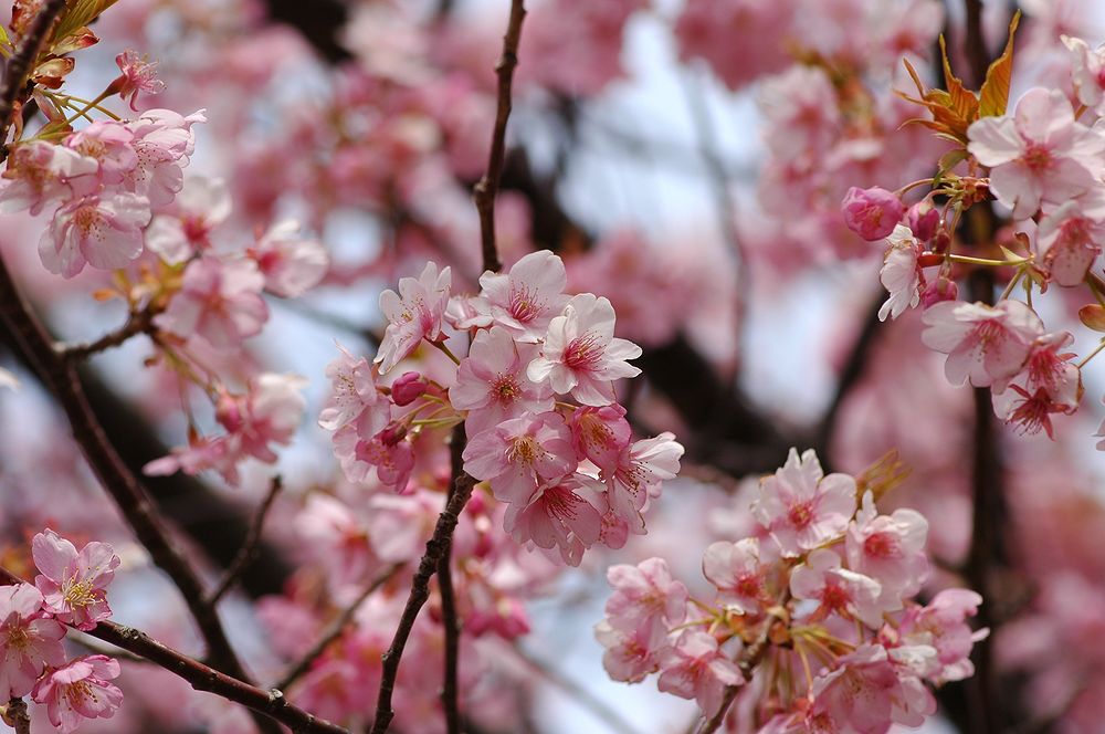 河津桜！（その１）・・・あの桜並木でピンクに染まる・・・_a0031821_2214281.jpg