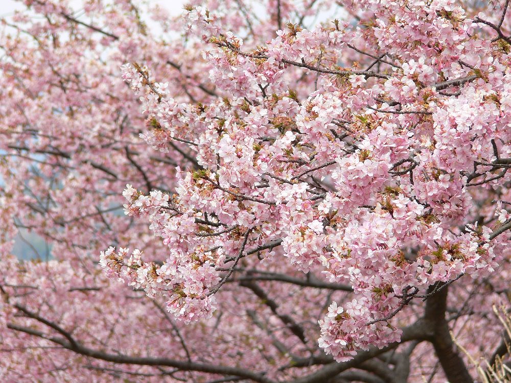 河津桜！（その１）・・・あの桜並木でピンクに染まる・・・_a0031821_2221510.jpg