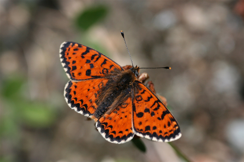 d0054625_2052357.jpg