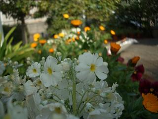 f0010925_18313651.jpg