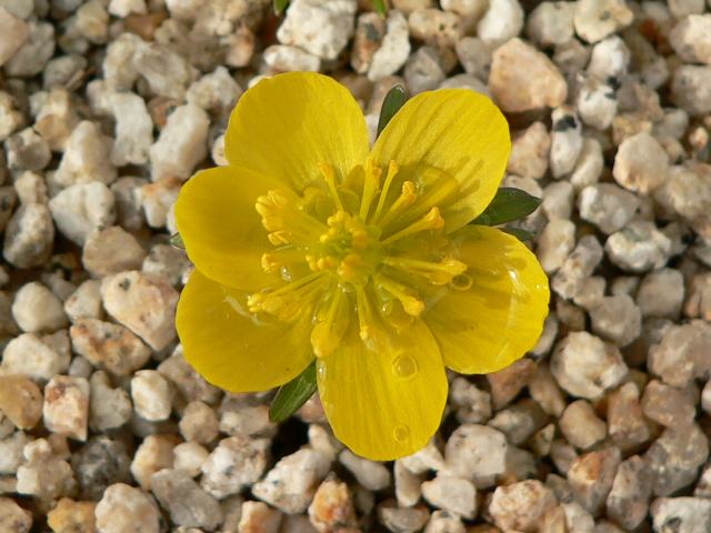 黄花節分草 キバナセツブンソウ 花の仲間調べ 黄花節分草 キバナセツブンソウ 花の仲間調べ