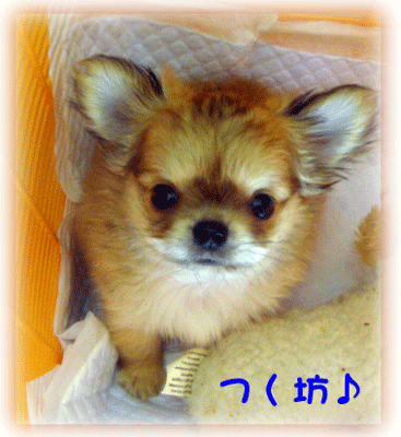 b0078030_125882.gif