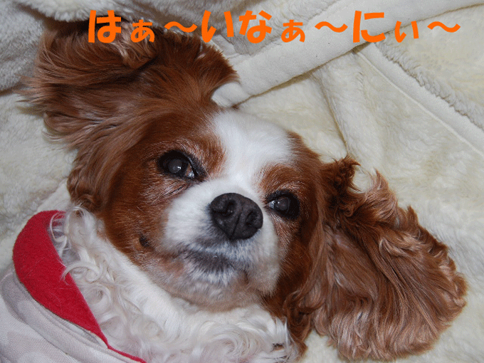 c0136838_0214162.gif